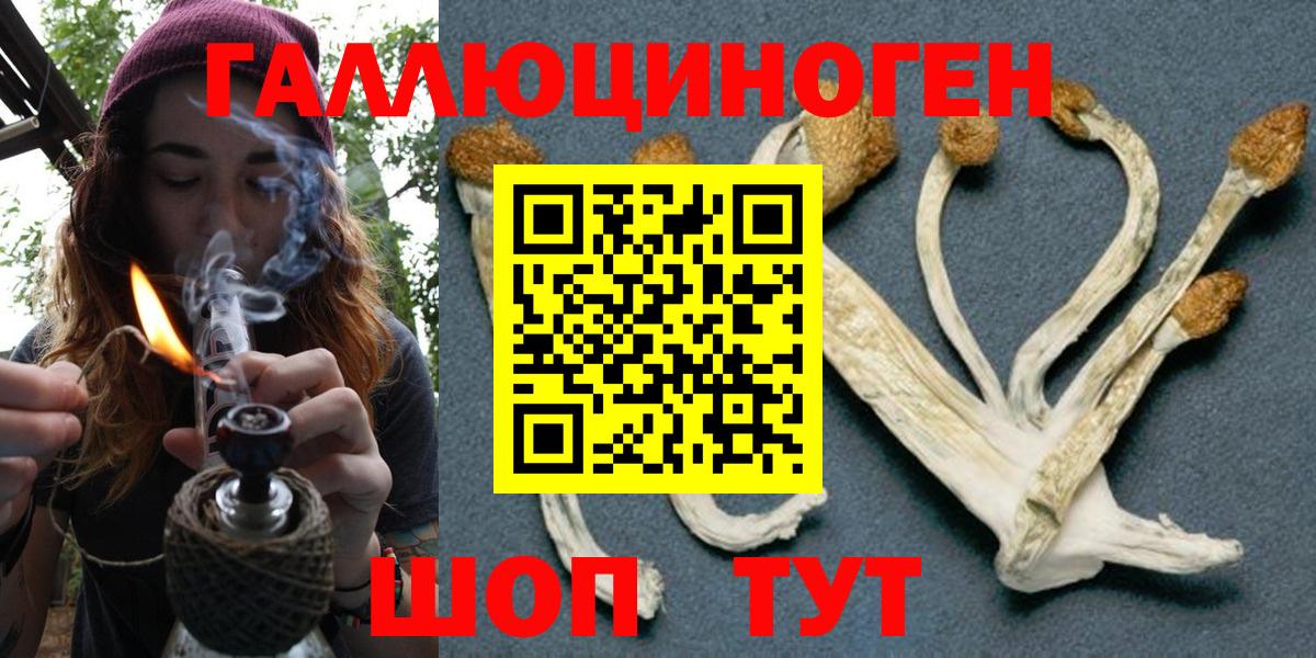 купить   Вход с VPN  Псилоцибиновые грибы Magic Shrooms  Дивногорск  Псилоцибиновые грибы Psilocybine cubensis 